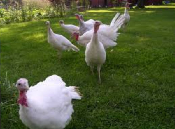 Pasture-raised broad breasted white turkeys are one type of breed offered through The Lackawaxen Farm Company this Thanksgiving.
