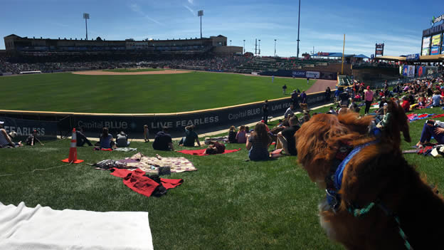 The Dog Days of Spring – Lehigh Valley Iron Pigs